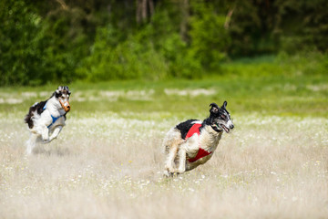Naklejka na ściany i meble Russian wolfhounds lure coursing competition at the field