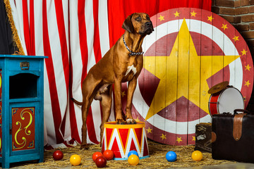 Rhodesian Ridgeback circus actor sitting on a drum in front of target