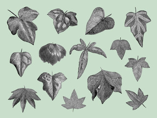 Vintage plants and leaves illustration