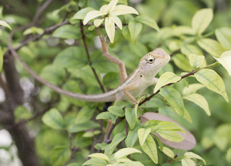 Select eye focus Lizard in thailand. Beautiful Chameleon species in Thailand perched on branch in nature.( Bearded Dragon)