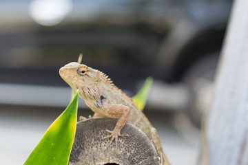 Select eye focus Lizard in thailand. Beautiful Chameleon species in Thailand perched on branch in nature.( Bearded Dragon)Dragon.