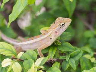 Select eye focus Lizard in thailand. Beautiful Chameleon species in Thailand perched on branch in nature.