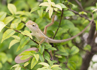 Select eye focus Lizard in thailand. Beautiful Chameleon species in Thailand perched on branch in nature.