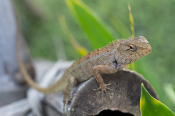 Select eye focus Lizard in thailand.