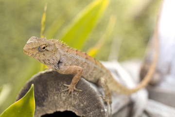 Select eye focus Lizard in thailand.