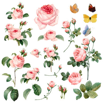 Naklejki Hand drawn pink roses vector collection