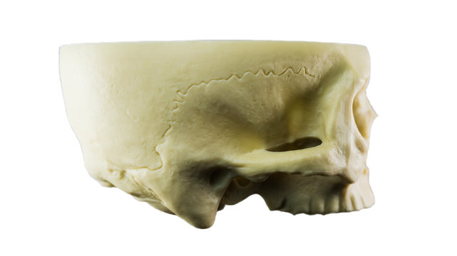  Skull facing side ways isolated on a white background.