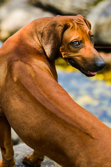 Flexible Rhodesian Ridgeback dog turning round with interest showing its ridge