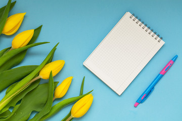 Yellow tulips on blue background with Notepad for text. Place for the text. Top view.