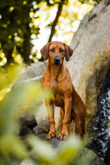 Attentive Rhodesian Ridgeback standing on rock at beautiful landscape