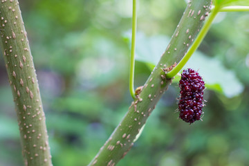 black and red Mulberry fruit on the branch. fresh organic mulberry fruit. black ripe and red unripe mulberries on the branch.