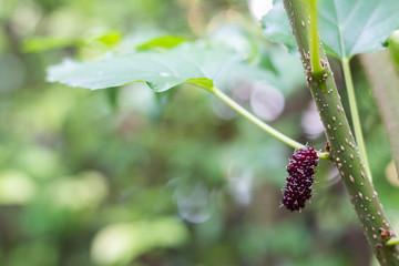 black and red Mulberry fruit on the branch. fresh organic mulberry fruit. black ripe and red unripe mulberries on the branch.
