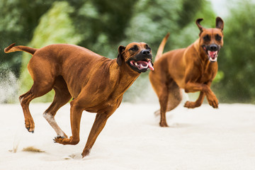 Two funny playful Rhodesian Ridgebacks chasing each other on beach