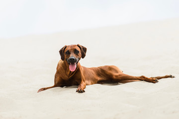 Tired Rhodesian Ridgeback lying on sand at beach