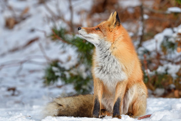 Obraz premium 冬のキタキツネ