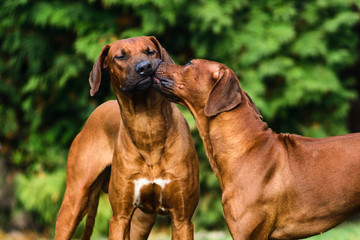 Two funny friendly Rhodesian Ridgebacks dogs playing, running, chasing