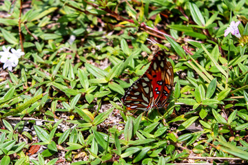 Verliebte Schmetterlinge