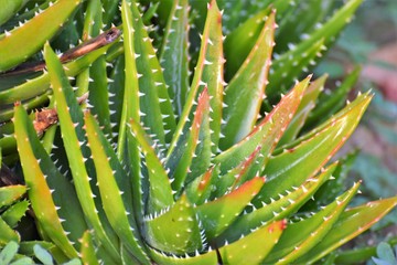 aloe Vera plant