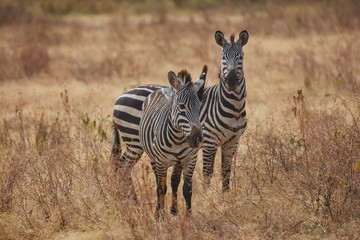 Fototapeta premium Group of zebra, Safari Wild life in Africa , Tanzania 