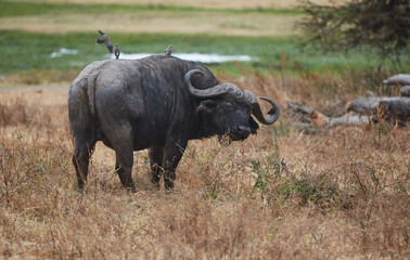 Fototapeta premium buffalo in kenya