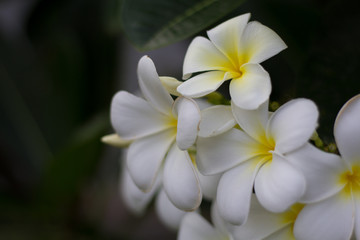 Abstract soft focus white Frangipani flower, Plumeria flora, Graveyard Tree with leaves Beautiful Paper Flower vintage in the garden ,grass background blurry,Asian flowers.