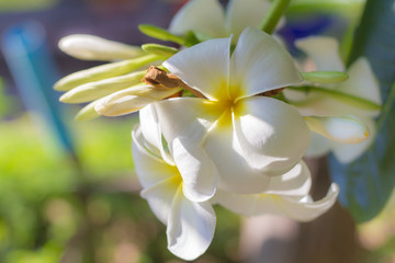 Soft focus of Frangipani flower, Plumeria flora, Graveyard Tree with leaves Beautiful Paper Flower vintage in the garden ,grass background blurry,Asian flowers.