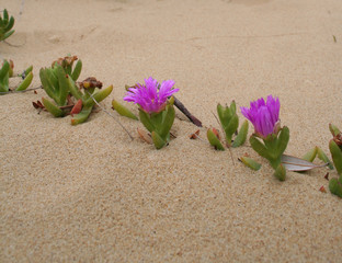 flowers in desert, croajingolong national park