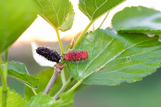 black and red Mulberry fruit on the branch. fresh organic mulberry fruit. black ripe and red unripe mulberries on the branch.