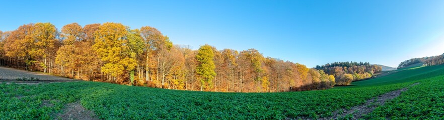 Illuminated Autumn Forest