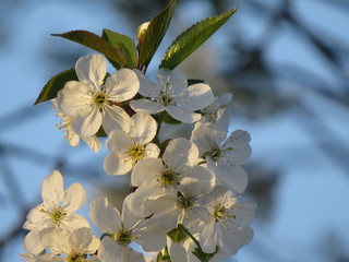 Obraz premium Cherry blossom closeup on blue sky on spring day