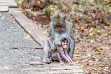 Monkeys in Bali