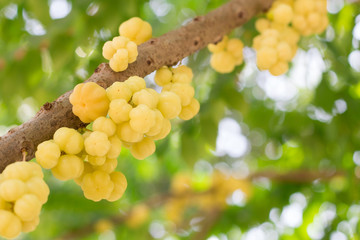 Star gooseberry fruit. Phyllanthus acidus, known as the Otaheite gooseberry, star, damsel, grosella, karamay.