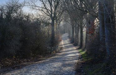 winding rural road with cobblestone pavement and old trees at the roadside in cold winter side...