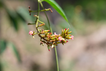 Thailand herbs. Neem fresh vegetables for food, herb of Thailand.