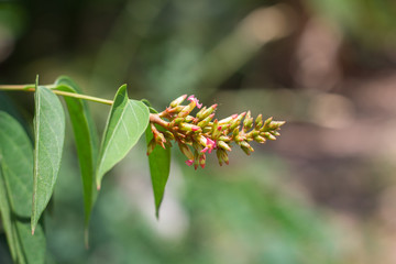 Thailand herbs. Neem fresh vegetables for food, herb of Thailand.