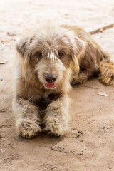 Vagrant dog on the road. Brown dog sleep and then turn inside out.