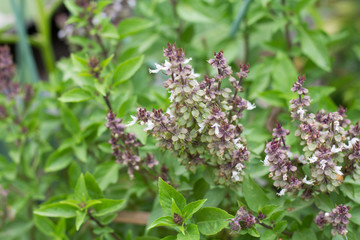 daylight of basil tree in vegetable garden, blur background. Lemon basil, Hoary basil, Hairy basil, tree and seeds.