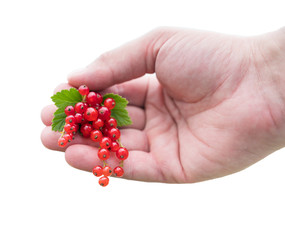 Twigs of red currant berries with leaves on a human palm isolated on white background. Close-up view