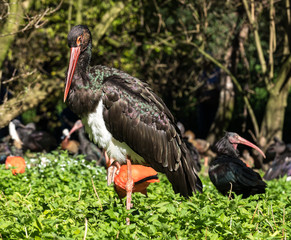 Schwarzstorch - Ciconia nigra