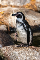 Humboldt-Pinguin - Humboldt penguin