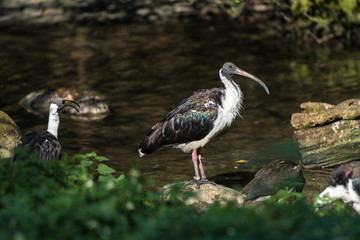 Strohhalsibis - Threskiornis spinicollis - Stachelibis