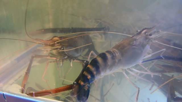 4K Raw fresh giant river prawn shrimp in tank prepare to cook at restaurant