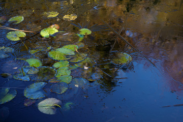 first ice on the water lily pond, seasonal nature background with copy space