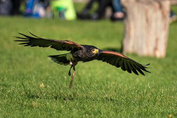Wüstenbussard - Parabuteo unicinctus