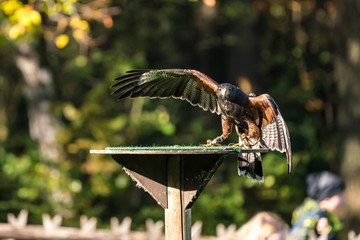 Wüstenbussard - Parabuteo unicinctus