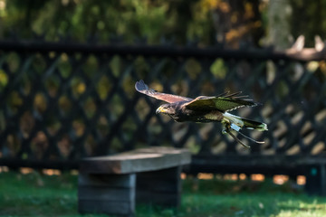 Wüstenbussard - Parabuteo unicinctus