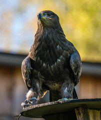 Wüstenbussard - Parabuteo unicinctus