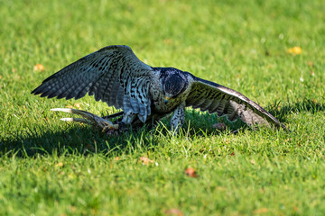 Sakerfalke - Falco cherrug