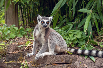 Portrait of an adult lemur katta