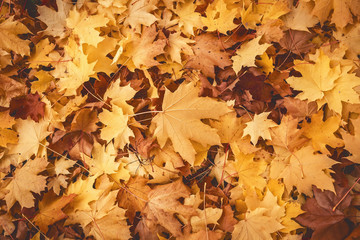 Natural background with autumn maple leaves